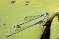 Pseudagrion microcephalum male-2